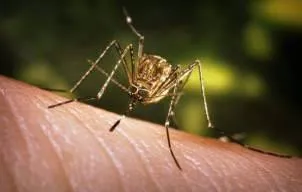 VIDEO Tantarii, cosmarul verii. De ce prefera anumite persoane si cum previi „atacul” cu ajutorul solutiilor naturale