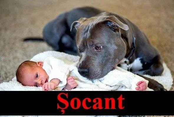 Șocant! Nu și-a ascultat soțul și a lăsat copilul lângă pitbull. Iată ce s-a întâmplat!