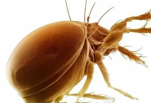 Cum vii de hac celor mai cunoscuti paraziti cu care locuiesti in casa