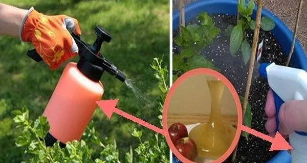 Iata cum poti folosi otetul in gradina