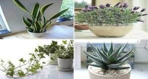 4-plants