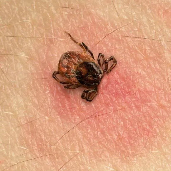 Indulcitorul de stevie te vindeca de boala Lyme?