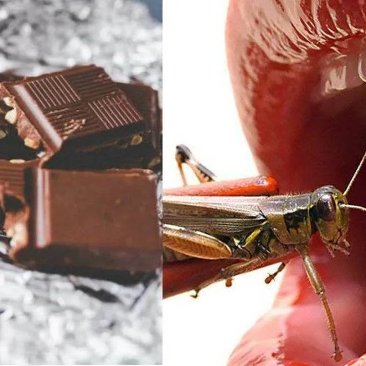 Cate insecte mananci in fiecare an? Studiul alarmant