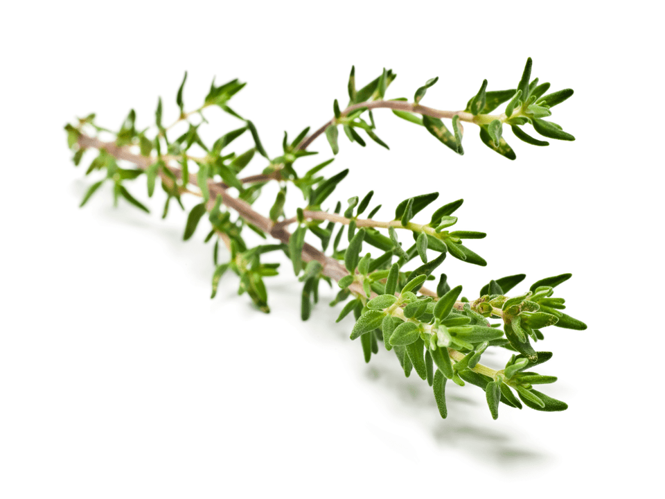 Cimbrul – cel mai bun antibiotic natural