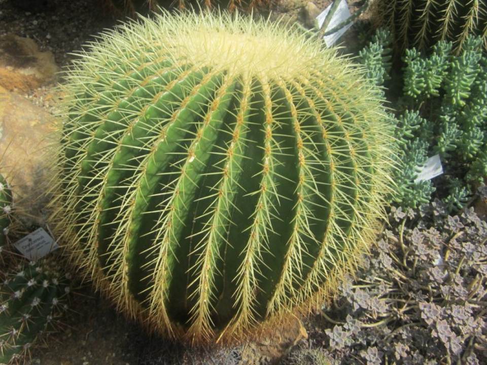 Cactusul, beneficii formidabile pentru organism! Ai manca daca ai sti ce contine?