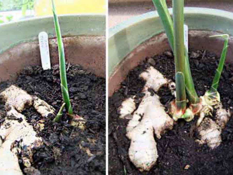 Cum poti sa cresti ghimbir la tine acasa