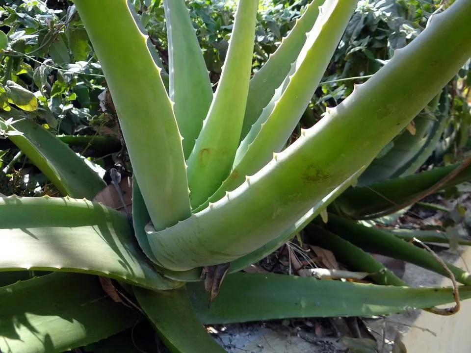 Aloe vera tine sub control diabetul zaharat