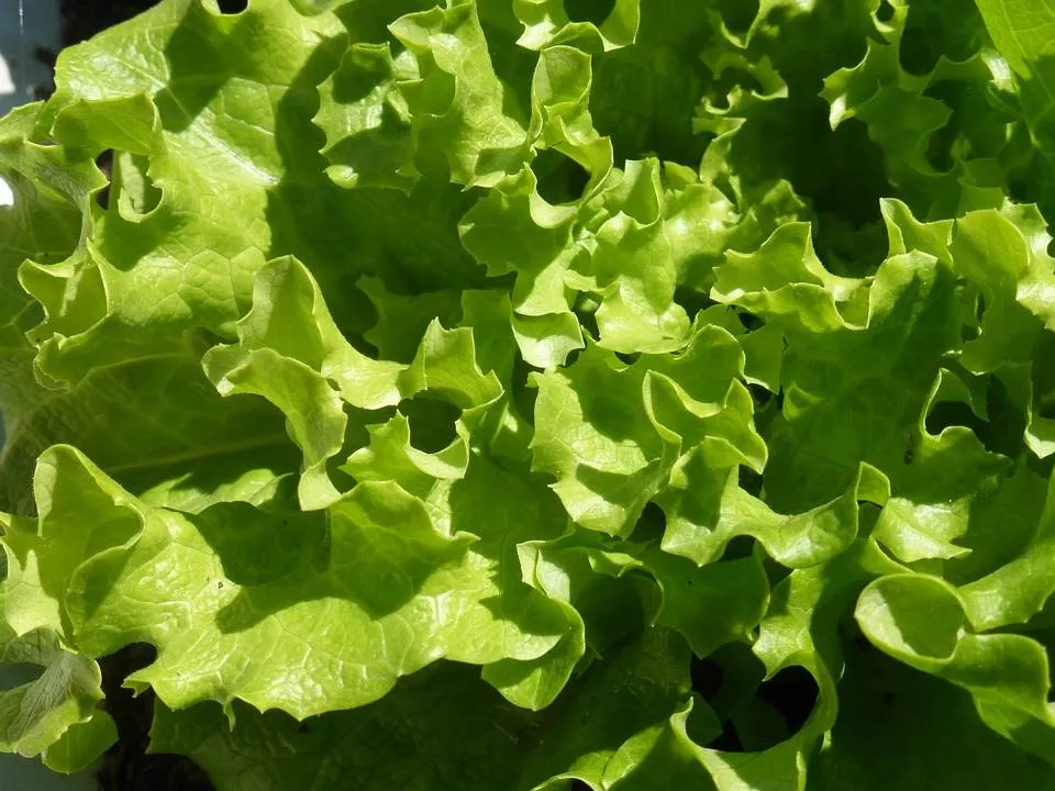 Dieta cu salata verde! Slabeste sapte kilograme, in doar 11 zile