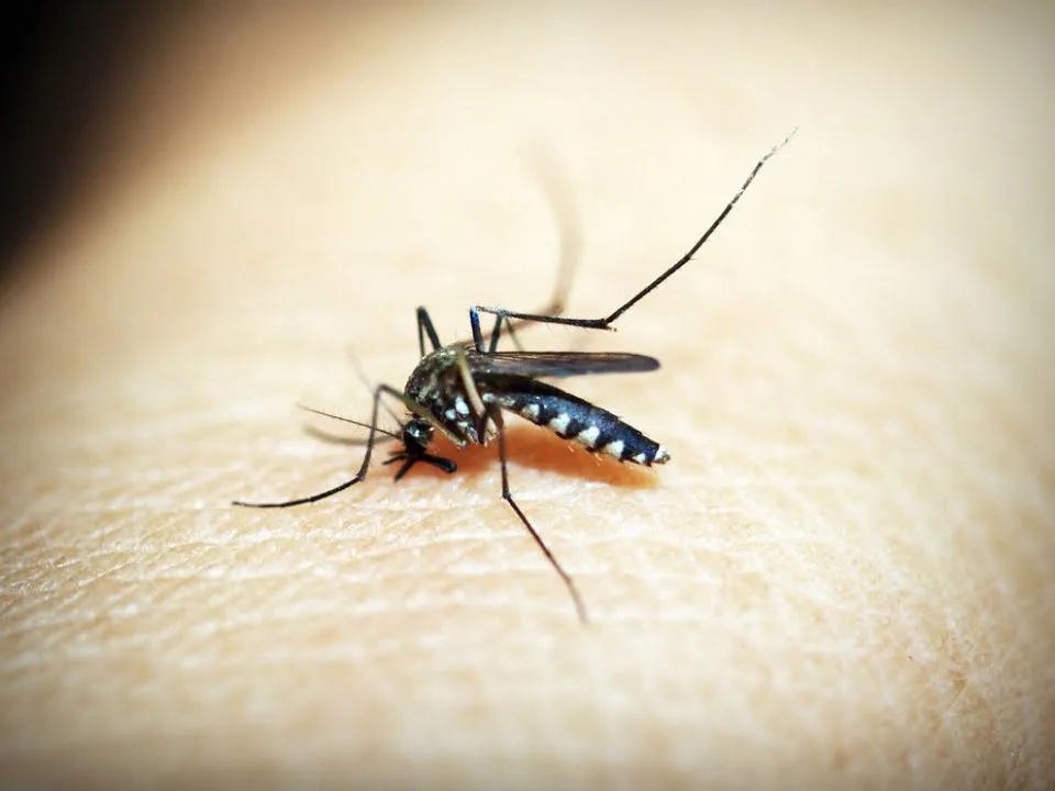 Cum sa te protejezi de insecte! Sfaturile de care e musai sa tii cont in sezonul cald