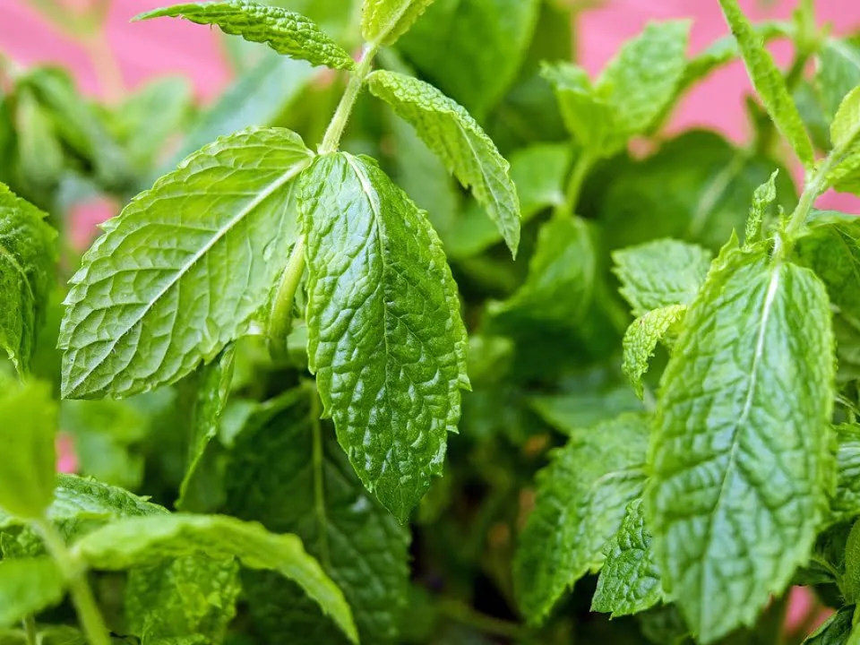 Ce se intampla in organismul tau atunci cand consumi menta in mod regulat