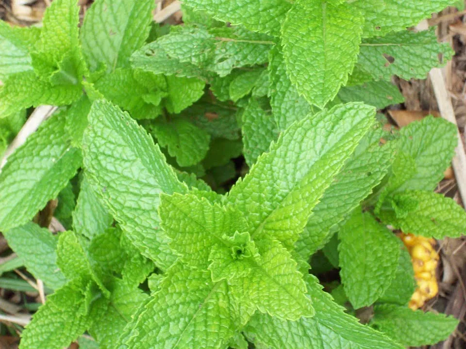 Ce se intampla in organismul tau daca consumi ceai de menta! Efectele sunt nebanuite