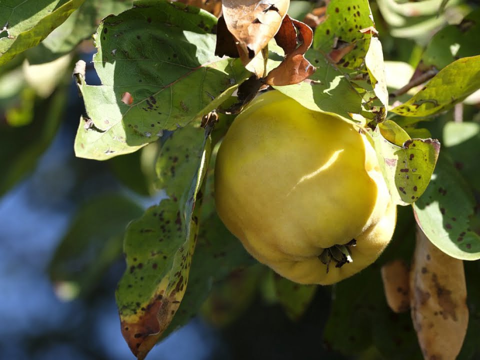 Gutui umplute cu nuci si mere, un desert delicios, numai bun pentru zilele de toamna