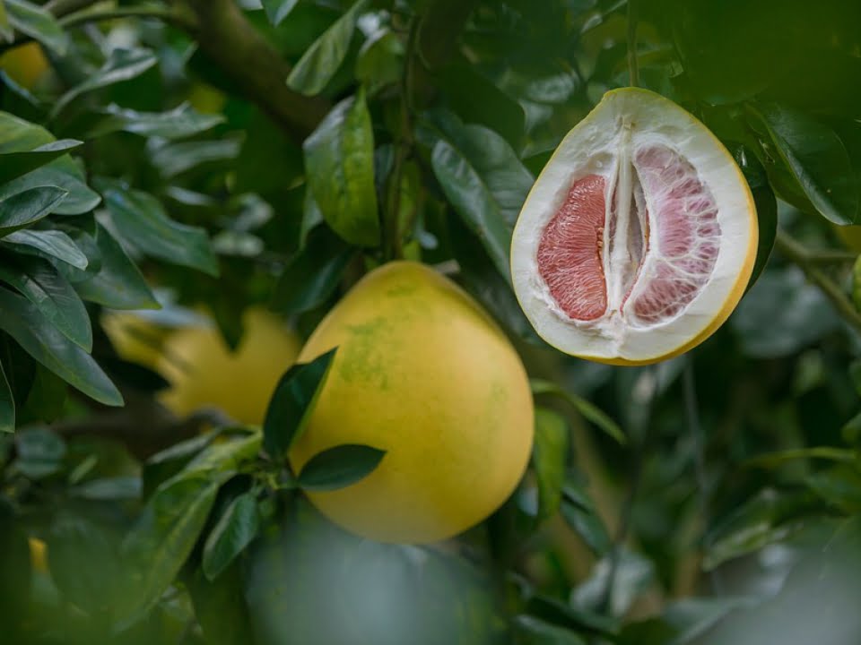 Dieta cu pomelo sau cum sa slabesti cinci kilograme intr-o saptamana! Iti vei intari si sistemul imunitar