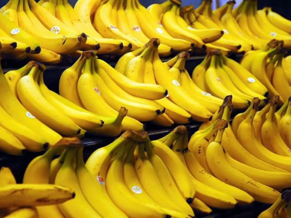 Anunt NEASTEPTAT! Bananele sunt pe cale de disparitie! Cum este posibil si ce fac specialistii sa le salveze