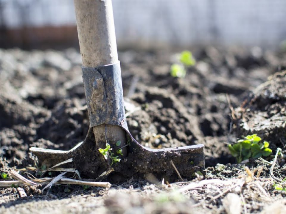 Paul a aruncat mai multe seminte in curtea din Vaslui! Peste cateva luni a avut un soc atunci cand a vazut ce crescuse acolo: „Nu pot sa cred, e gigantic”