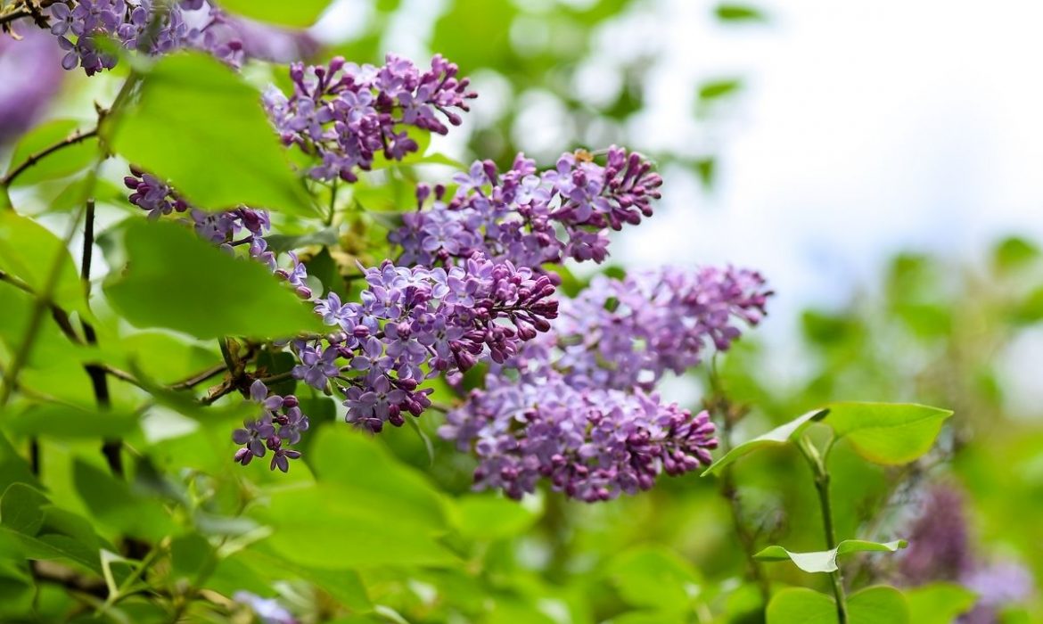 Flori de liliac - beneficii pentru sanatate, retete si tratamente naturiste