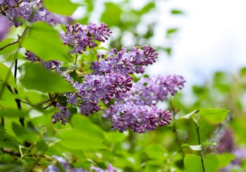 Flori de liliac - beneficii pentru sanatate, retete si tratamente naturiste