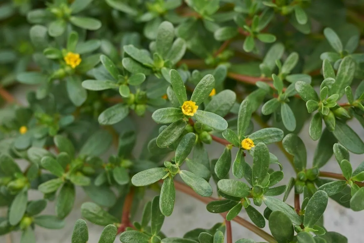 Iarba grasa – Buruiana care invadeaza gradinile romanilor este o planta minune pentru organism. Beneficii pentru sanatate
