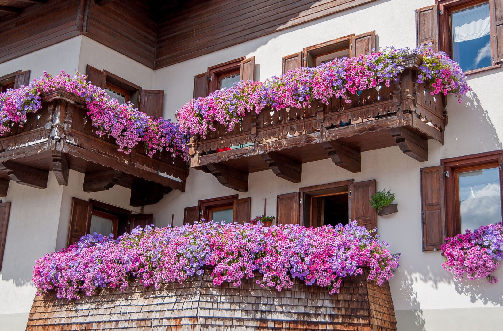 Cum să-ți îmbraci balconul în culori naturale. Plante cu flori recomandate de specialiști