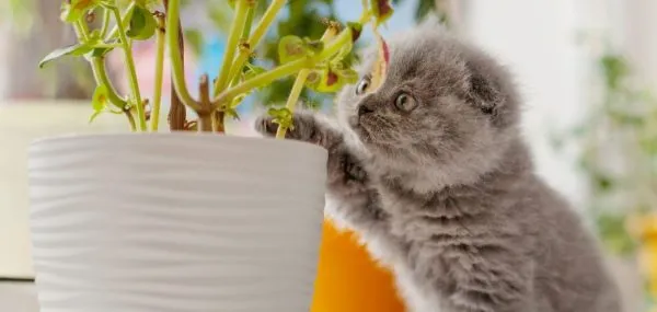 Plante toxice pentru animalul tau de companie. Ii pot face foarte rau