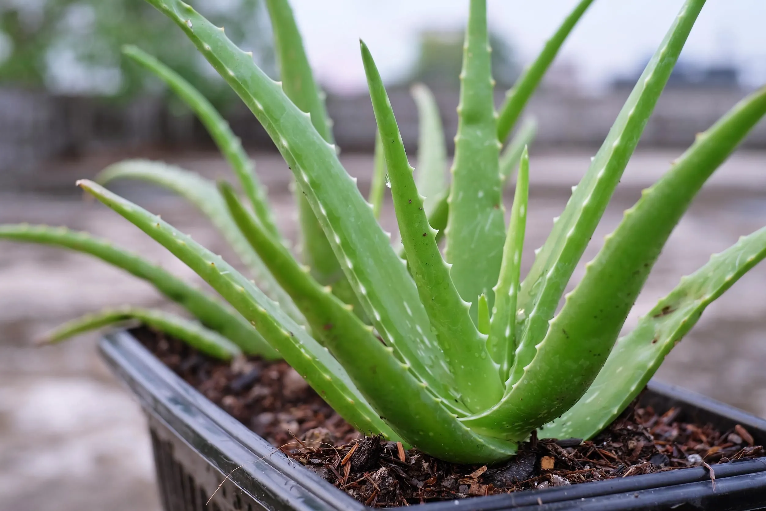 Frumoase, dar periculoase. Unele plante din casa pot fi un pericol