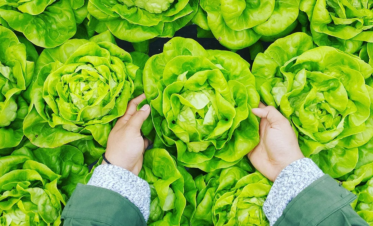 Verde de primăvară. Cateva sfaturi foarte bune si simple