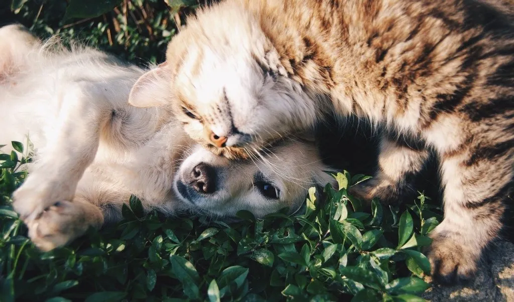 6 motive să ai un animal de companie