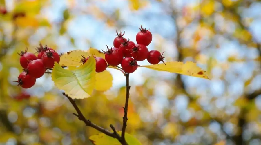 5 plante minune pentru situatii delicate