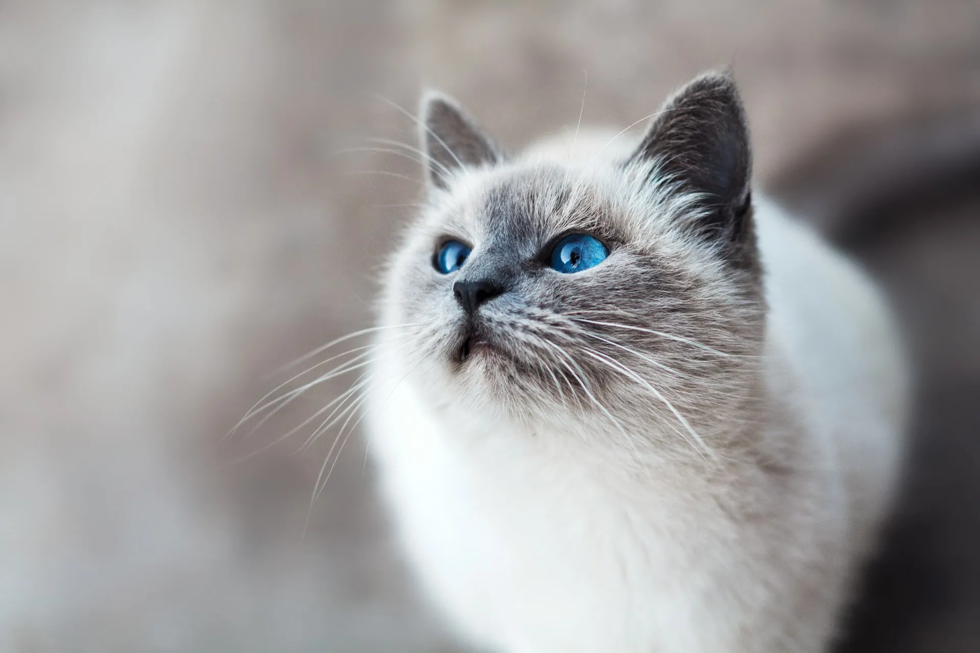 Actul obligatoriu pentru stăpânii de animale. E impus de UE