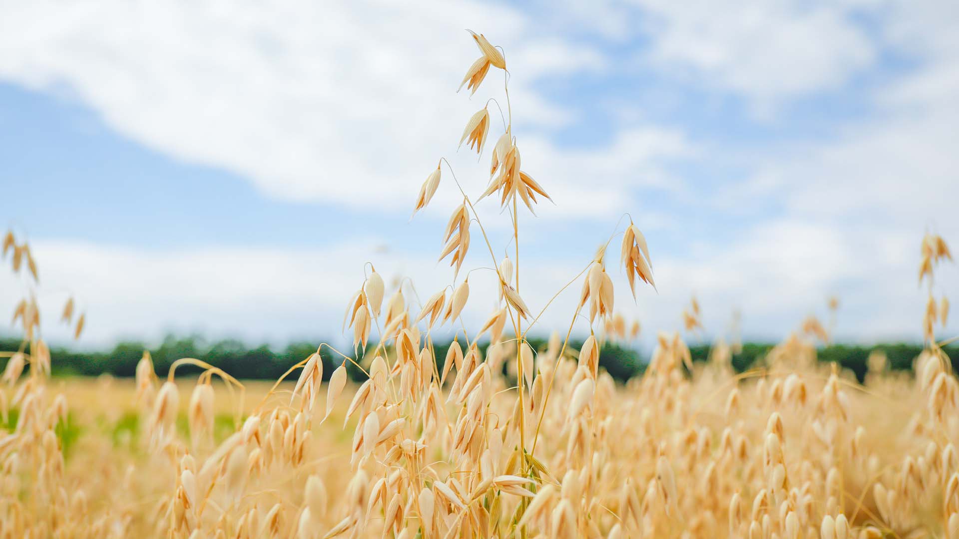 Cum să îți protejezi culturile de ovăz de buruienile invazive