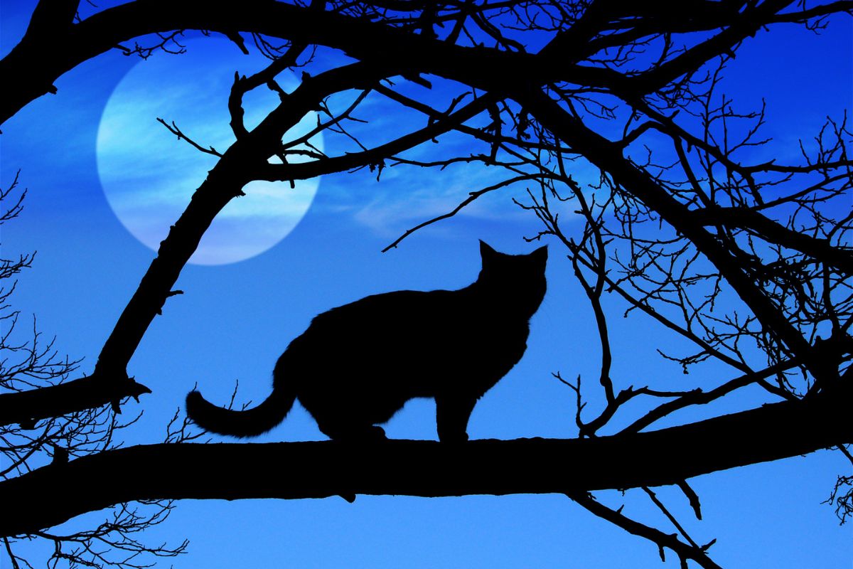 Pisicile negre – între teama de ghinion și simbol al norocului