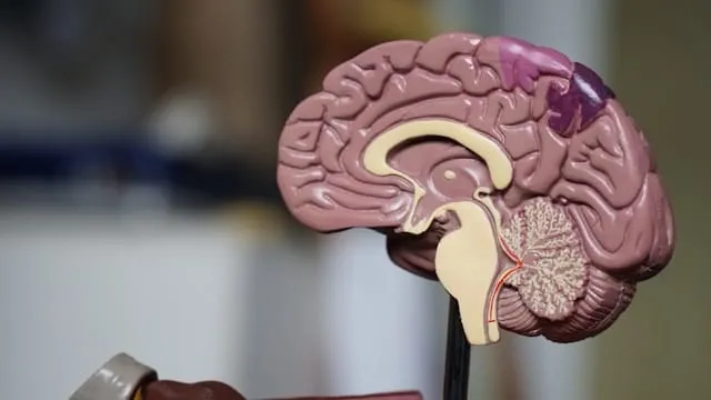 Descoperire revoluționară în tratamentul diabetului: Creierul ar putea fi cheia! Adio inecții cu insulină!