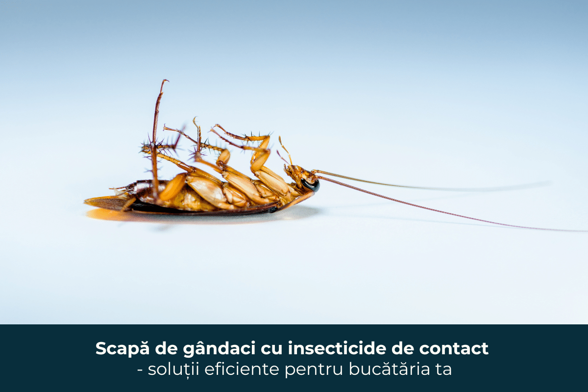 Scapă de dăunători cu insecticide de contact – metode eficiente pentru o bucătărie curată – Financiarul