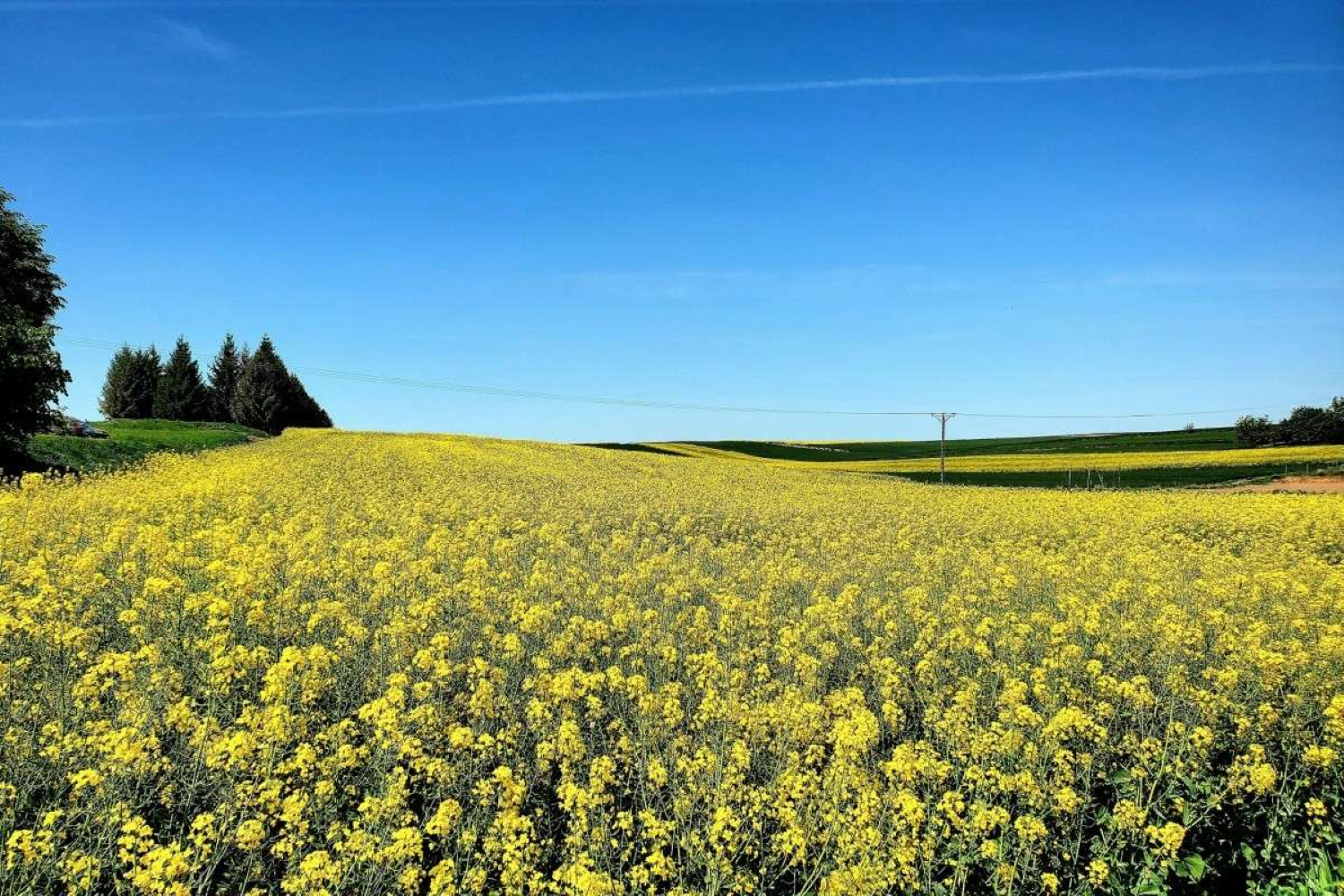 Architect® pentru rapiță: cheia unei recolte robuste și sănătoase, capabilă să reziste rigorilor iernii – Financiarul