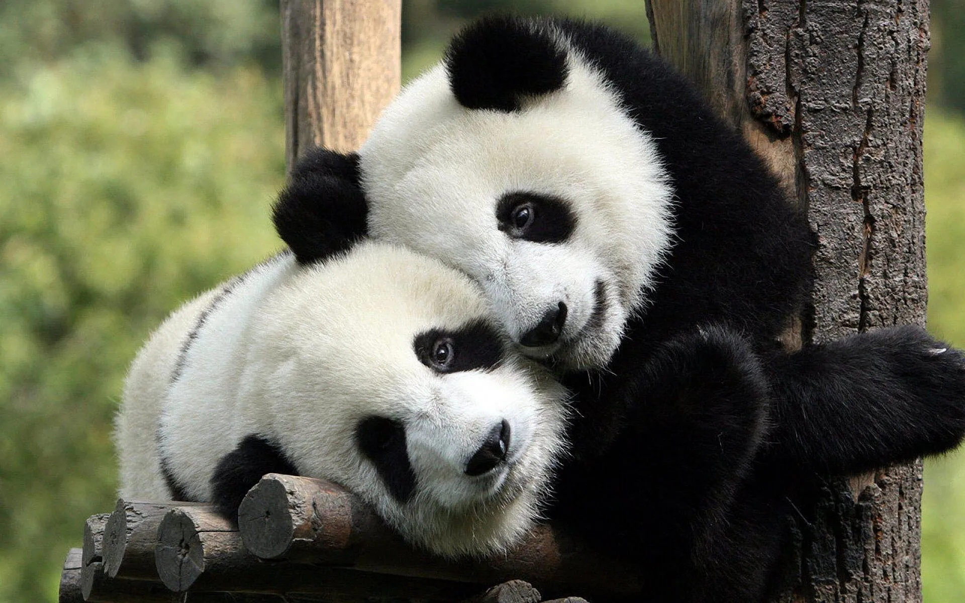 Adio panda după 50 de ani – Japonia returnează Chinei ultimii urși gemeni