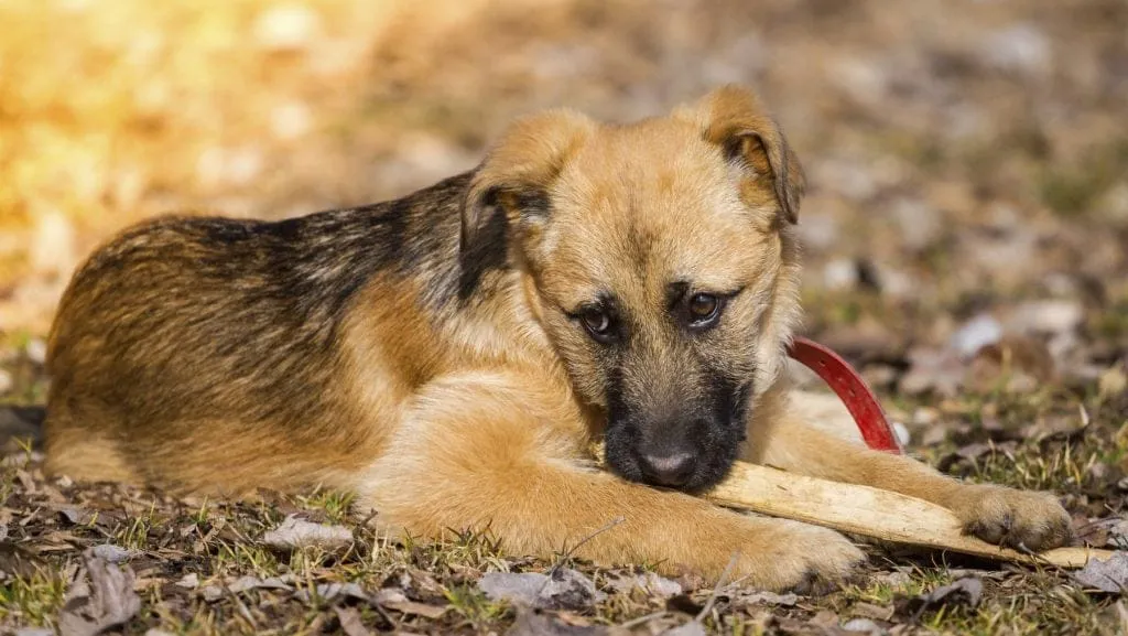 Câinele care a trăit 10 ani la mormânt a schimbat legea pentru 160 de milioane de animale