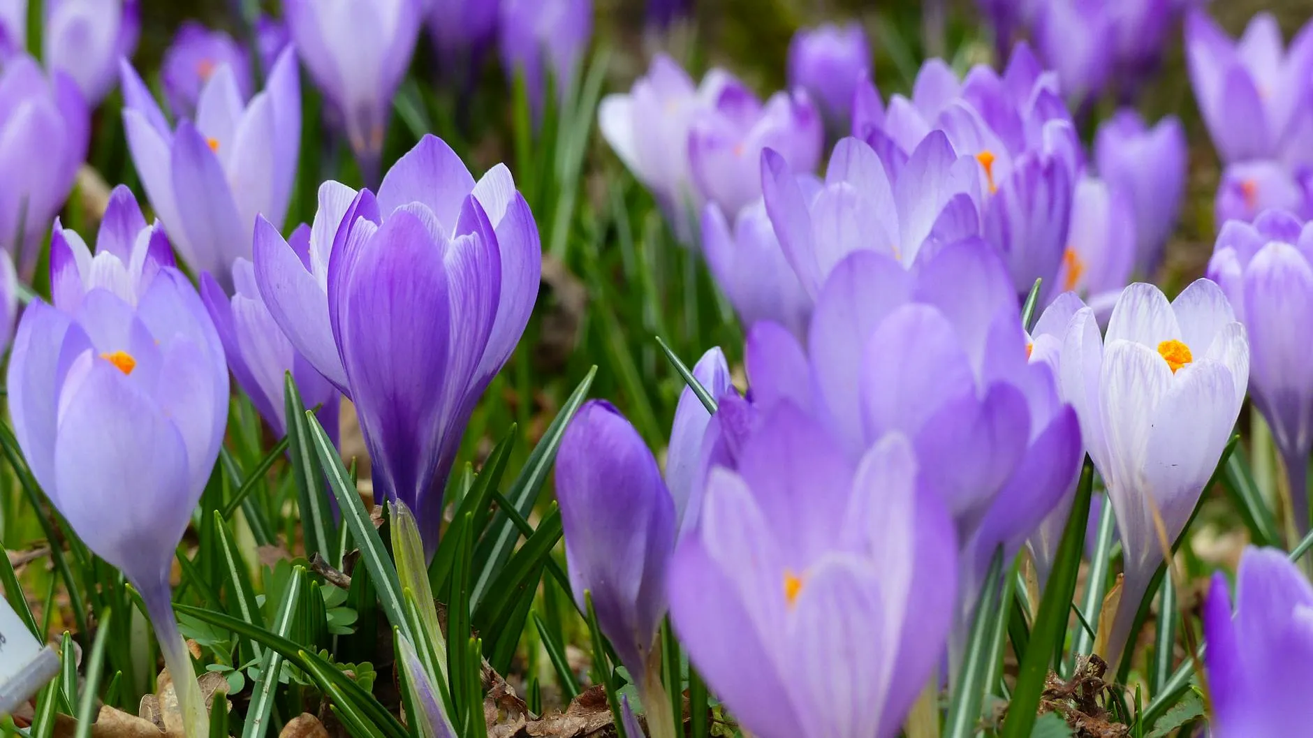 Grădina de vis se naște în februarie: 5 flori de plantat ACUM
