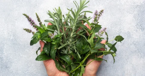 Planta comună care protejează memoria și ar putea lupta cu Alzheimerul