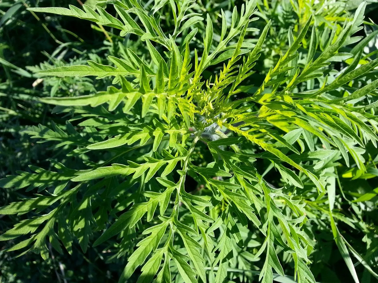 Sezonul alergiilor a început mai devreme decât de obicei în România