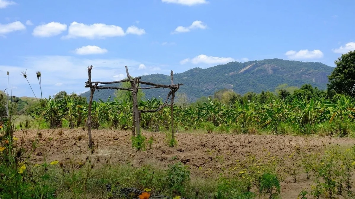 Image may contain Nature Outdoors Soil Plant Vegetation Countryside Farm Field Pasture Rural Sky Cloud and Land