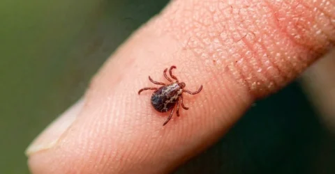Pericolul ascuns din iarba verde. Simptomele bolii Lyme pe care nu trebuie sa le ignori
