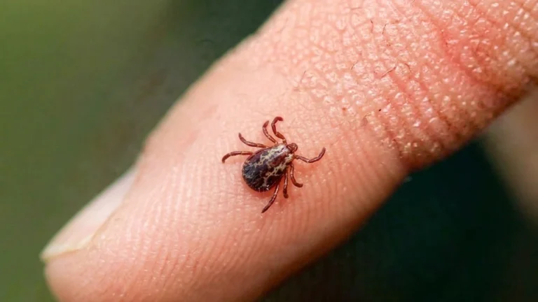 Pericolul ascuns din iarba verde. Simptomele bolii Lyme pe care nu trebuie sa le ignori