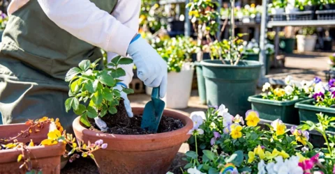 Surpriza uriasa pentru pasionatele de gradinarit. Cum poți salva bani la plante si mobilier