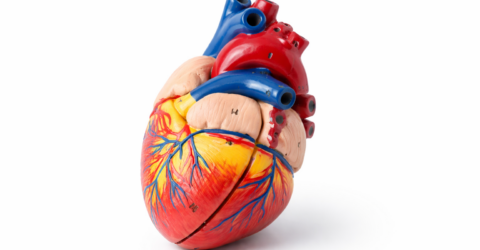 Angiografia coronariană nu înseamnă automat stent. Ce diferență esențială este față de angioplastie