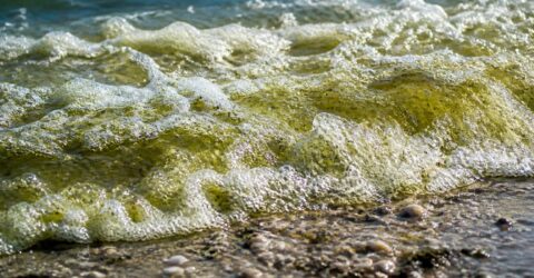 Vibrio, bacteria care a închis deja plaje în Spania. Ce risc ai dacă intri în mare cu răni deschise