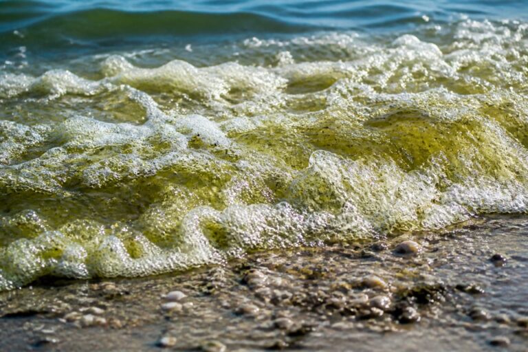 Vibrio, bacteria care a închis deja plaje în Spania. Ce risc ai dacă intri în mare cu răni deschise