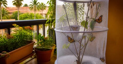 Tenerife, insula unde o familie de români a făcut o maternitate de fluturi pe balcon. Ce poți lua și tu din ideea lor
