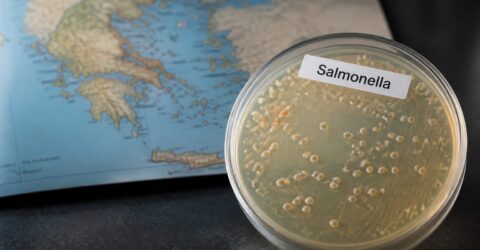 20 de cazuri de Salmonella, confirmate în Lamia, Grecia