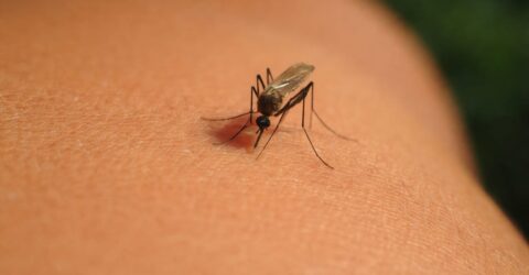 Virusul West Nile a provocat un deces și două spitalizări în România