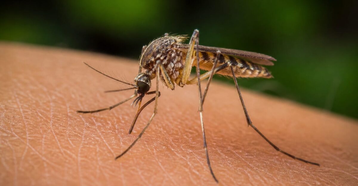 Virusul West Nile se răspândește mai repede în SUA. Cine este cel mai expus la forme grave și de ce contează acum